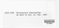 Peronospora leptosperma image